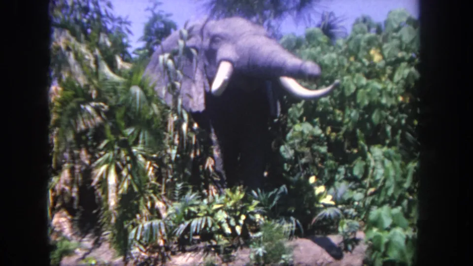 1962 Disneyland home-movie frame showing a gray tusked elephant figure among dense artificial jungle plants.