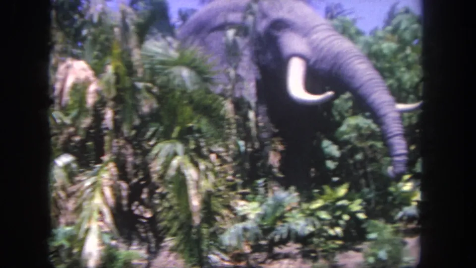 1962 Disneyland frame with an elephant attraction figure receding behind palm-like plants and dense greenery.