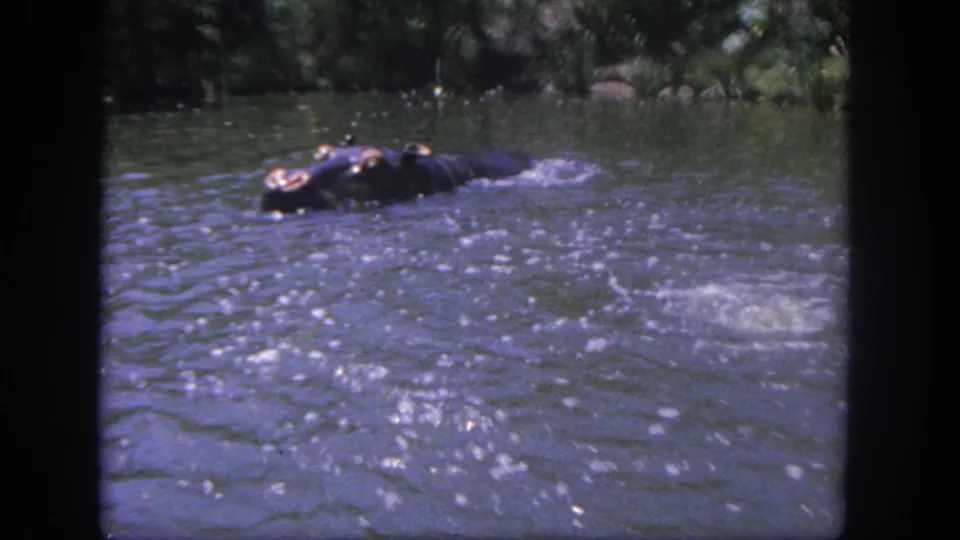 1962 Disneyland home-movie frame showing a dark hippo figure low in the river with spray and ripples around it.
