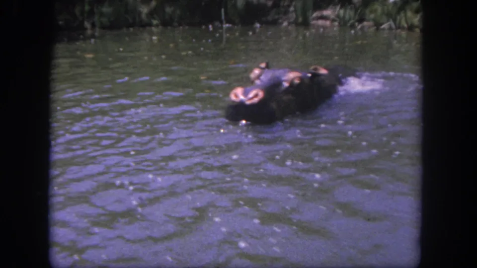 1962 Disneyland frame showing a dark hippo attraction figure in water, mouth open as ripples spread across the river.