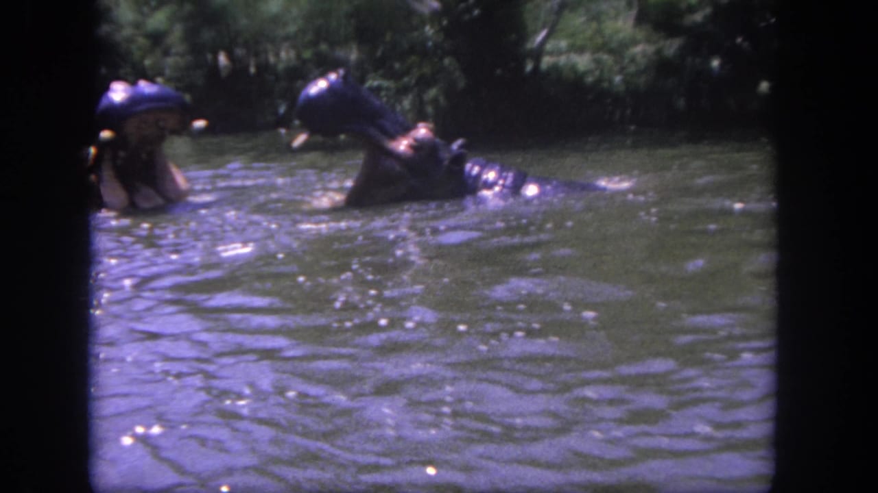1962 Disneyland boat-view frame showing two partially submerged hippo figures in green water with dense foliage behind them.