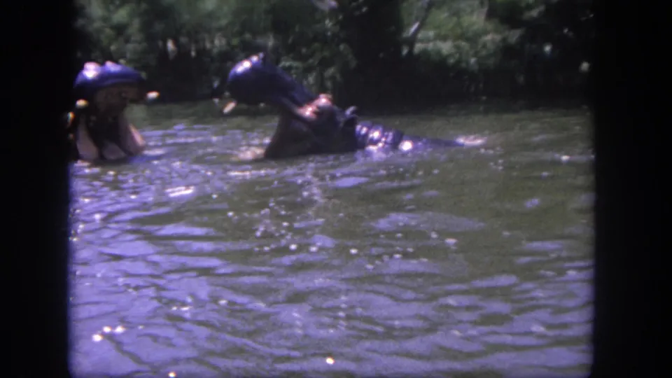 1962 Disneyland boat-view frame showing two partially submerged hippo figures in green water with dense foliage behind them.