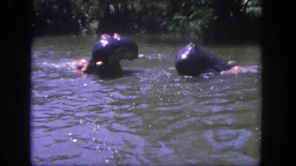 1962 Disneyland home-movie frame with two dark hippo figures close to the boat, partly submerged in a rippled river scene.