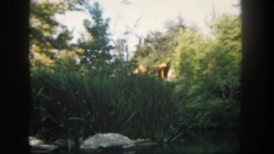 1962 Disneyland home-movie frame showing dense plantings and trees with dark 8mm frame borders at the sides.