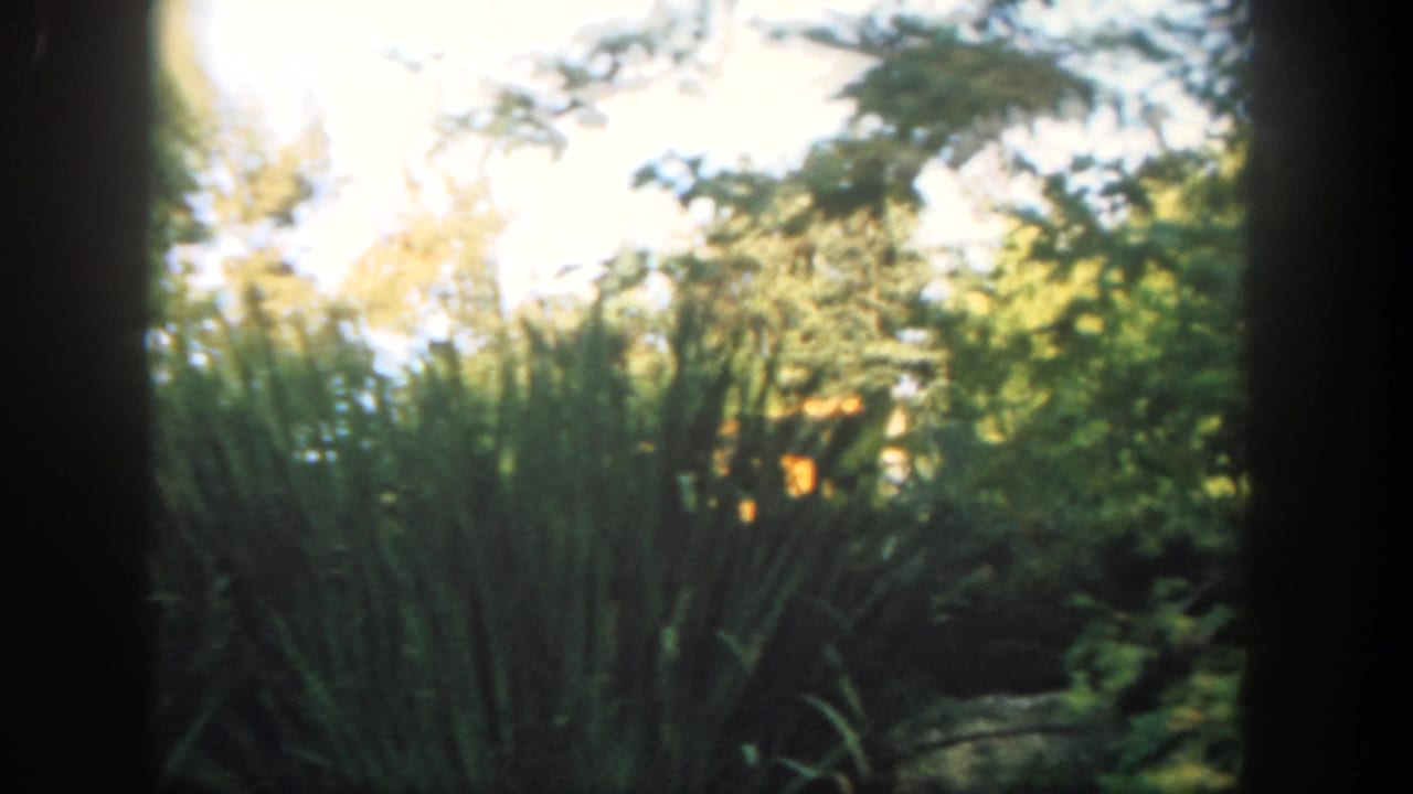 Visitor-shot Disneyland frame with landscaped plants, trees, and a central dark film-frame divider.