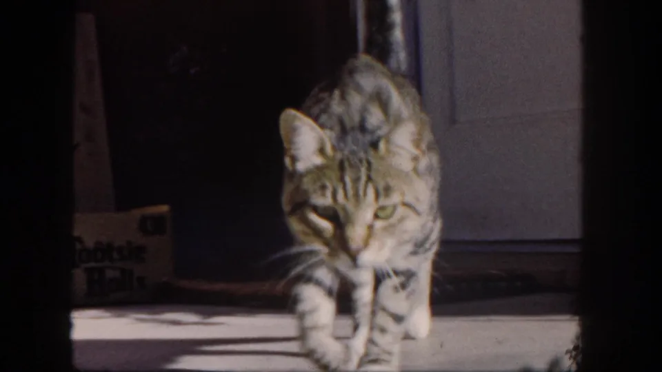 A tabby cat crosses the patio in the final frame, adding domestic detail to the 1962 San Diego home-movie scene.