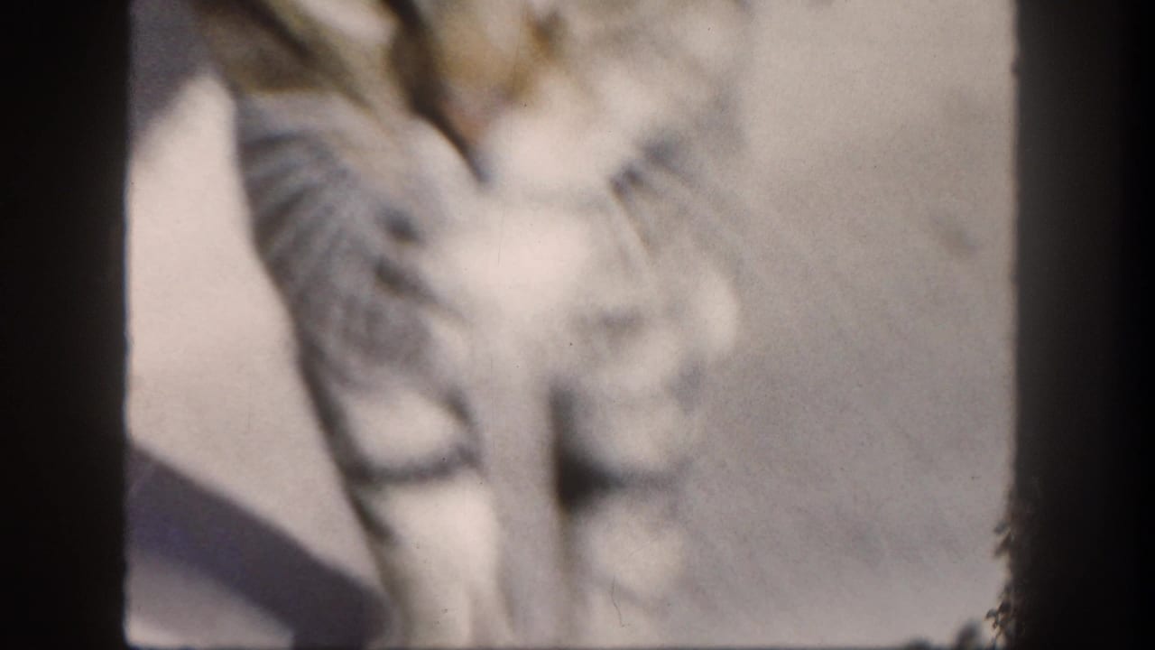Soft, partial view of a tabby cat walking on sunlit concrete with a long shadow.