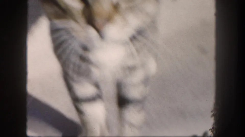 1962 San Diego 8mm frame showing a soft, partial view of a tabby cat moving across bright concrete with its shadow nearby.