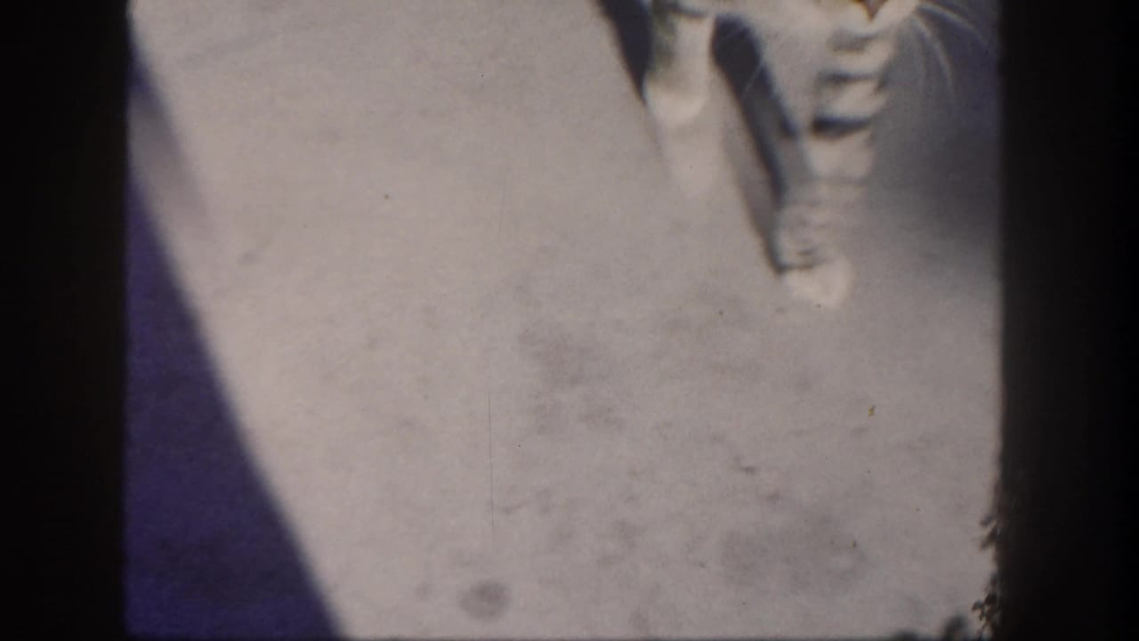 1962 San Diego 8mm frame with a partial tabby cat visible near the top edge as it crosses sunlit concrete.