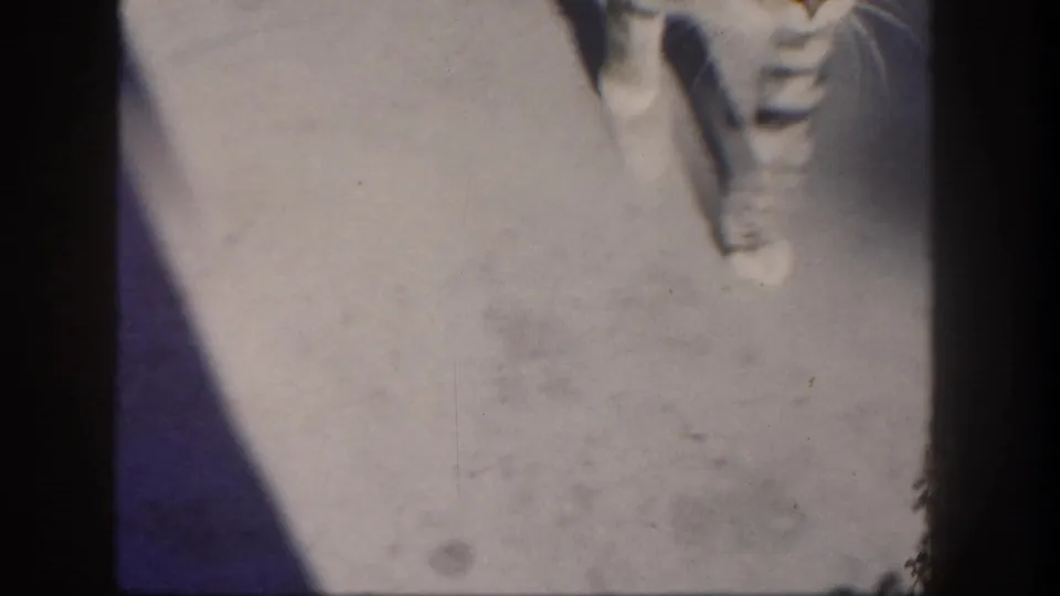 1962 San Diego 8mm frame with a partial tabby cat visible near the top edge as it crosses sunlit concrete.