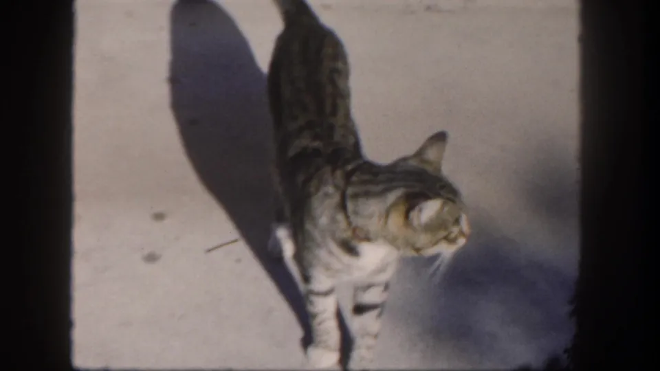 1962 San Diego 8mm frame showing a tabby cat with a white chest walking toward the camera across sunlit concrete.