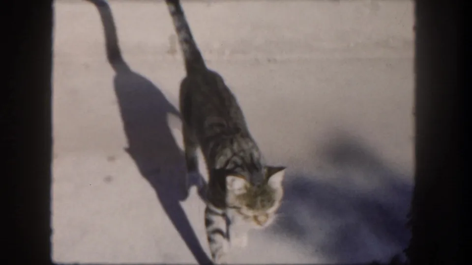1962 San Diego 8mm frame showing a tabby cat from above with a long shadow on bright concrete.