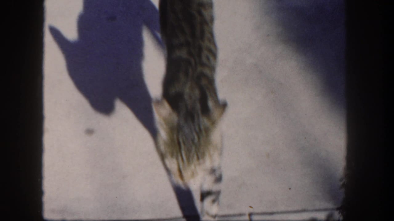 Tabby kitten partly seen on a pale surface with a strong shadow beside it.