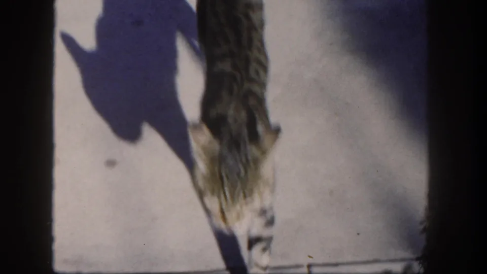 A young tabby kitten appears at the edge of a pale outdoor surface in 1962 San Diego home-movie footage, with hard sunlight and shadow.