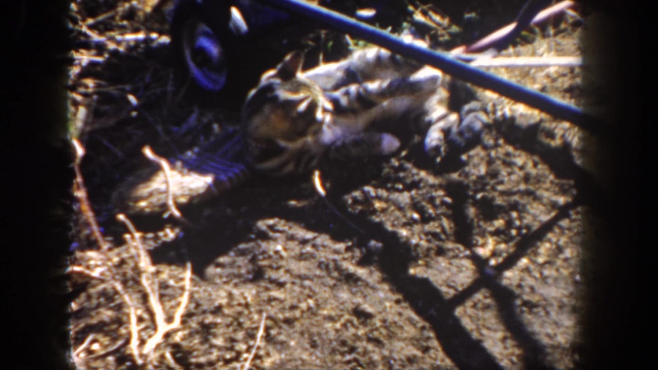 The kitten rolls on dry ground near a blue hose, sticks, and debris in a sunlit 1962 San Diego 8mm home-movie frame.