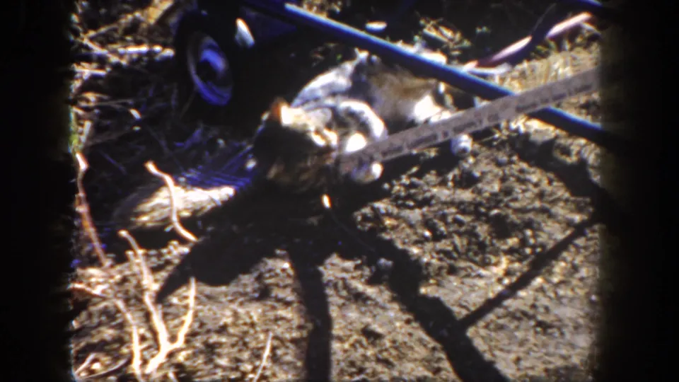 A tabby kitten tumbles on dry soil while a blue hose cuts across the foreground in this handheld 8mm home-movie frame.