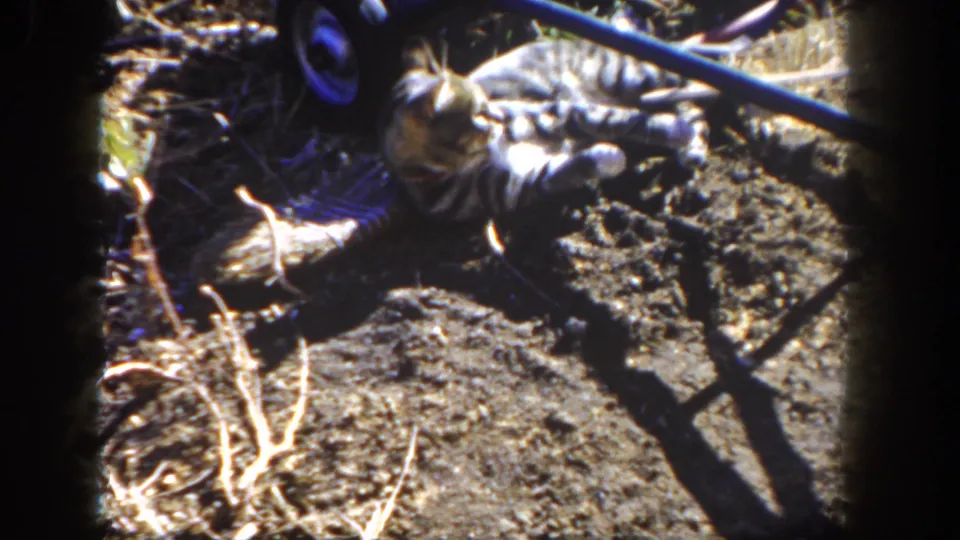 The kitten remains on dusty ground near the blue hose and angular shadows, framed by the dark edges of the 8mm scan.