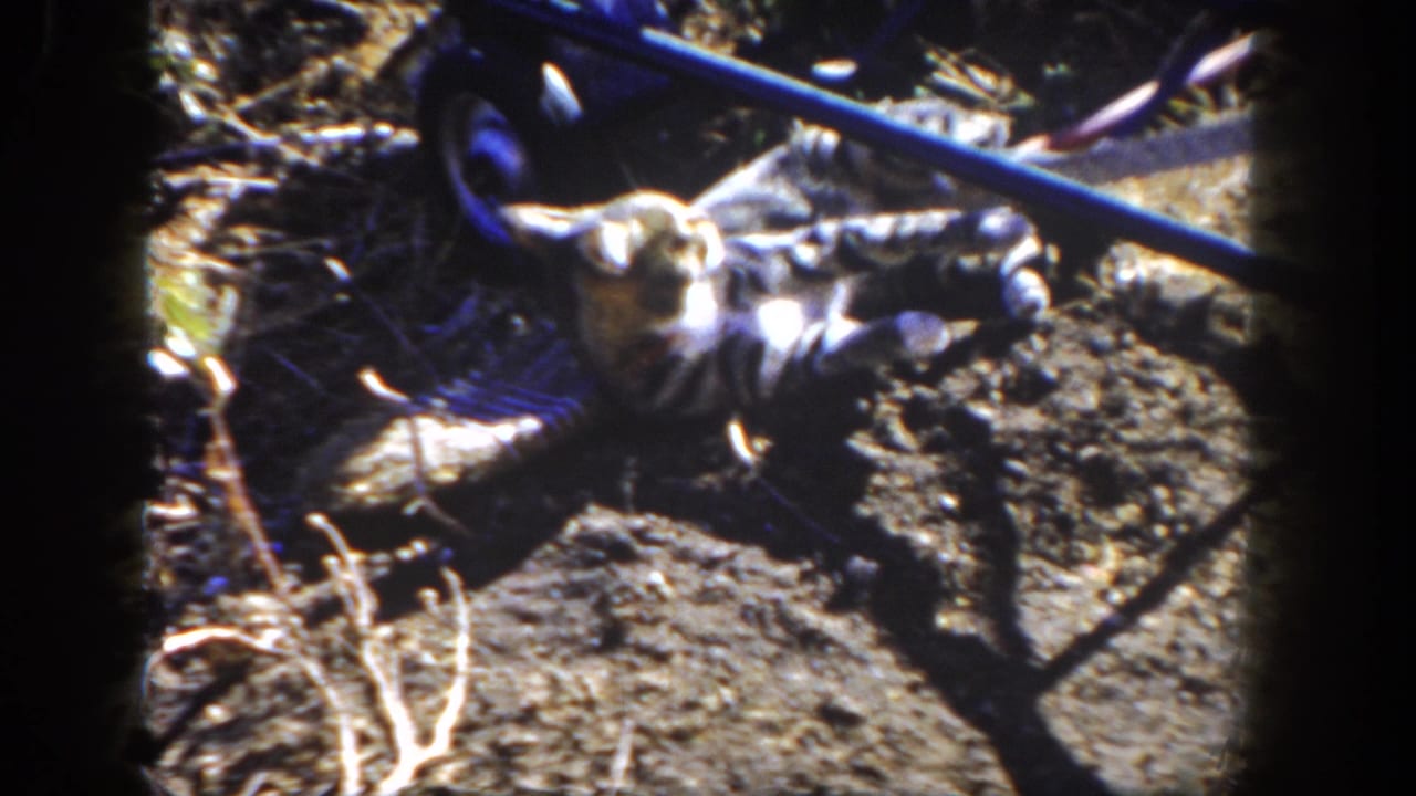Tabby cat lying and playing on dirt near a blue wheelbarrow.