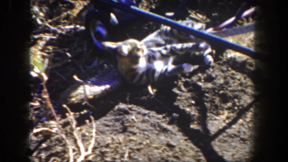 In supplied 1962 San Diego home-movie footage, a tabby cat plays on bare dirt beside a blue wheelbarrow and dry plant stems.