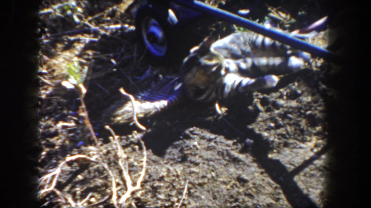 Tabby cat curled on dirt beside the wheel of a blue wheelbarrow.