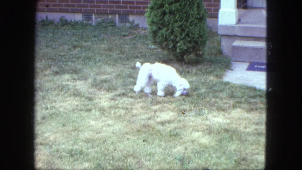 1963 Proctor, Minnesota frame showing a white poodle in a front yard near a porch, shrub, sidewalk, and brick exterior.