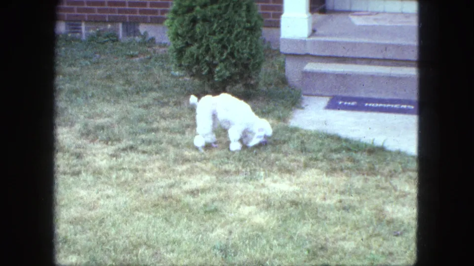 1963 Proctor, Minnesota 8mm frame of a white poodle in a residential yard near a porch, shrub, sidewalk, and readable doormat.