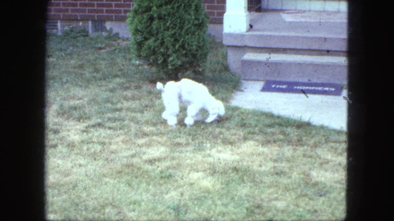 White poodle sniffing grass beside a front walk and steps.