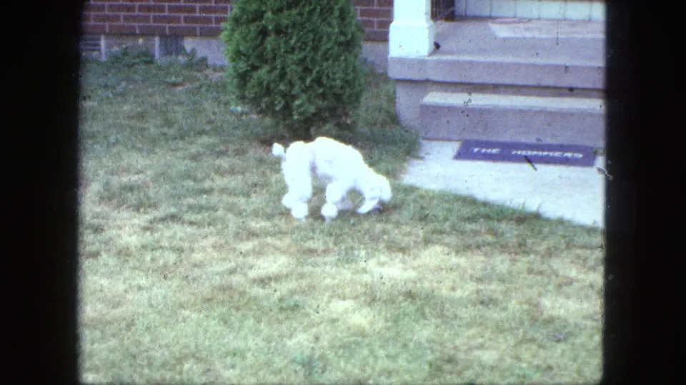 White poodle sniffs a Saint Paul lawn near concrete steps and a readable doormat in 1963 8mm home-movie footage.