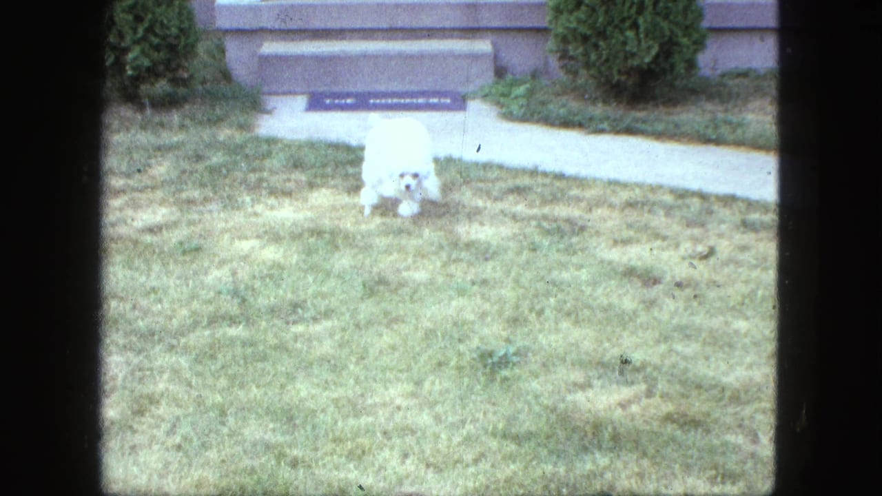 Small white poodle stands on a sunlit Saint Paul yard near a front walk and house entrance in 1963 8mm footage.