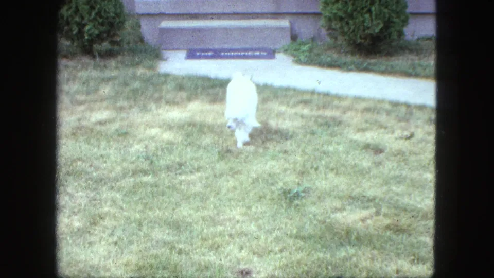 White poodle walks away across the Saint Paul front lawn, with concrete steps and a doormat visible behind it.
