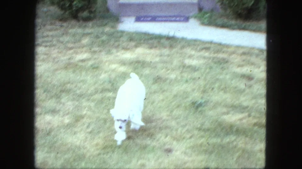 White poodle approaches the camera across a Saint Paul lawn in soft, grainy 1963 8mm home-movie footage.