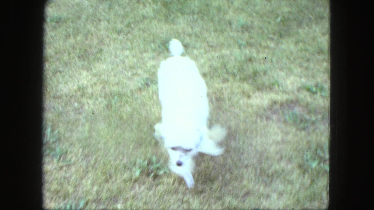 White dog running across a grassy yard in soft 8mm footage.