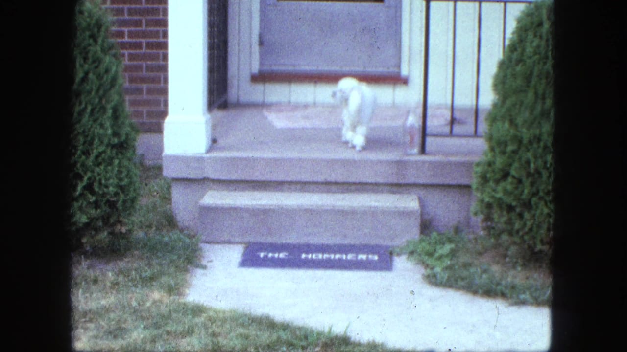 A white dog stands on the porch of a brick house in Saint Paul, Minnesota, with steps and shrubs visible.