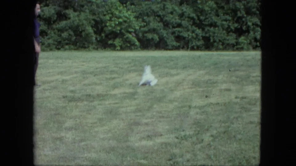 Near the end of the clip, the white dog is farther out on the Saint Paul lawn, with a hedge-like shrub line behind it.
