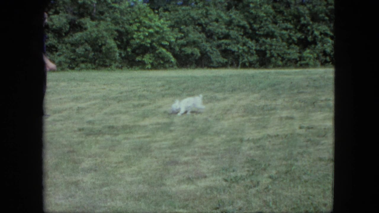 Small white dog running across a grassy lawn with trees in the background.