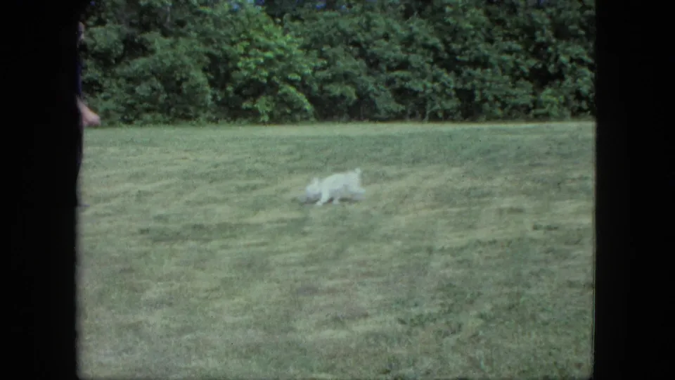 1963 Saint Paul home-movie frame showing a small white dog moving across an open lawn bordered by dense trees.