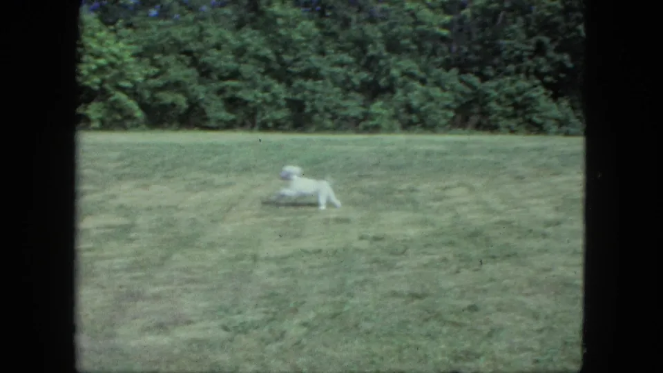 1963 Saint Paul frame showing the small white dog running low across the lawn, with dense green trees in the background.