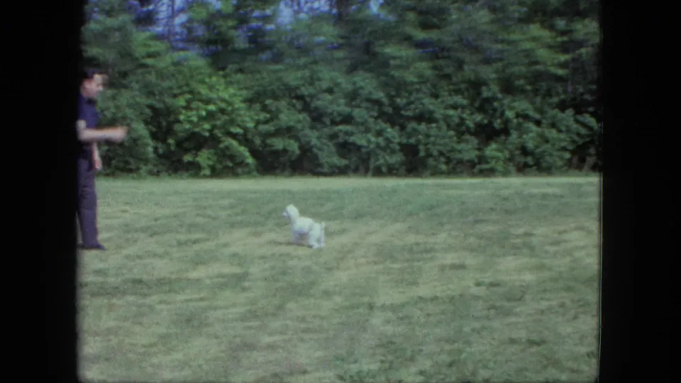 The small white dog runs through the grassy Saint Paul yard while the man remains partly visible at the left edge of the frame.
