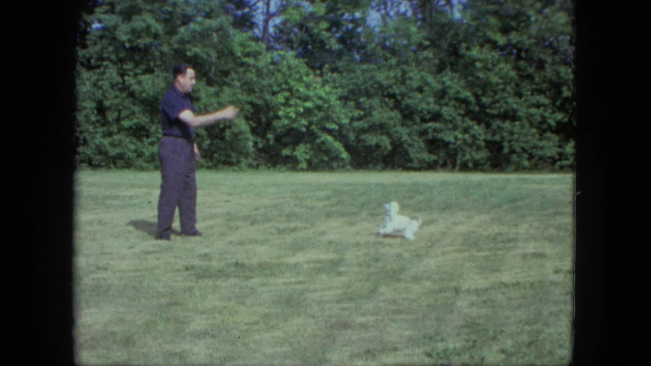 In Saint Paul, Minnesota, 1963, an adult man in dark clothes throws for a small white dog across a grassy field.