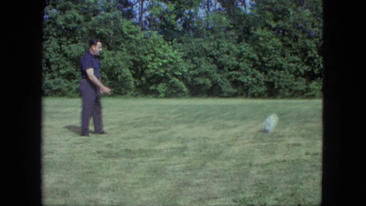 The man stands in profile on a Saint Paul lawn as the small white dog moves away through the grass.