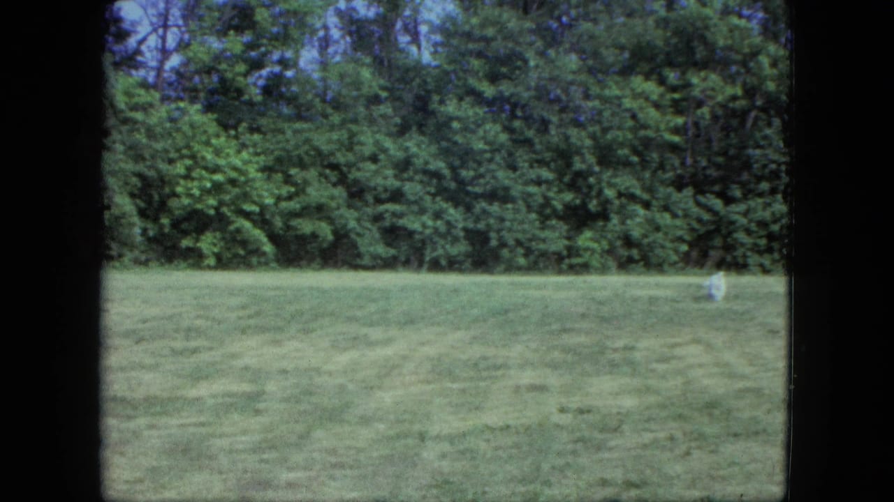 1963 Saint Paul home-movie frame showing a small white dog at a distance on a broad green lawn bordered by trees.