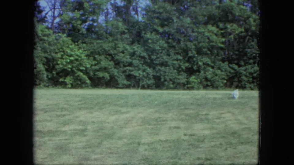 1963 Saint Paul home-movie frame showing a small white dog at a distance on a broad green lawn bordered by trees.