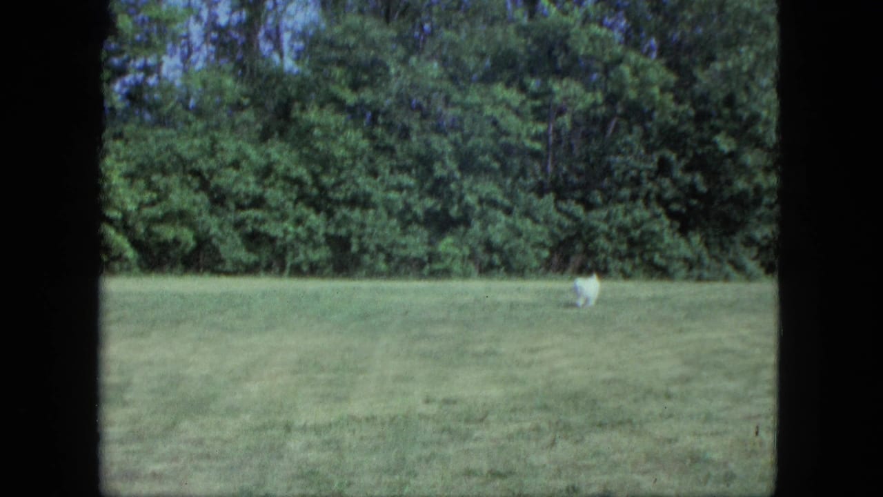 A small white dog appears near the center of a wide Saint Paul yard, filmed in a soft 1960s 8mm home-movie frame.