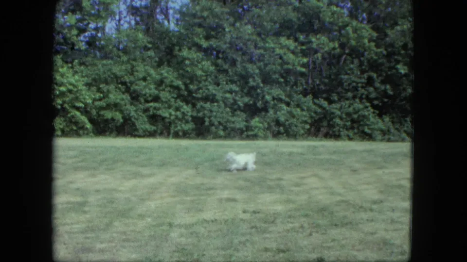 The small white dog runs across the grassy yard, with the wooded edge of the Saint Paul property filling the background.