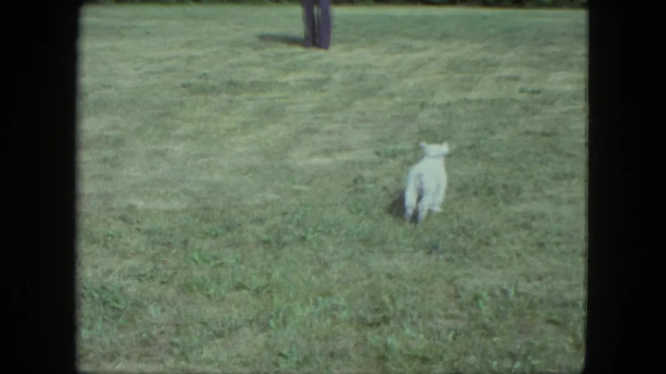 A small white dog crosses the mowed lawn in 1963 Saint Paul footage, with the man's lower body partly visible behind it.
