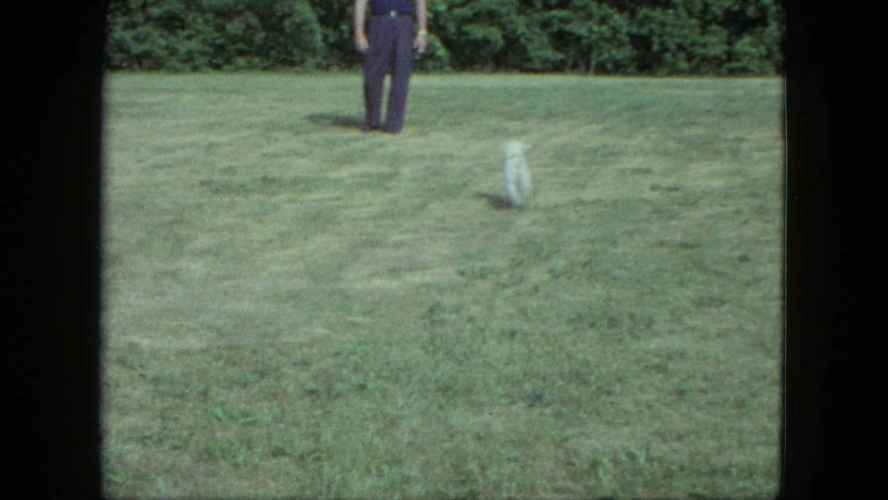 Small white dog crossing a grassy lawn while a man stands near the tree line.
