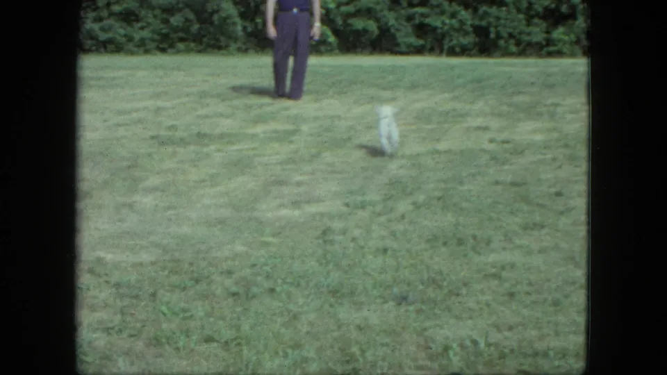 In supported 1963 Saint Paul home-movie footage, a small white dog moves across a green lawn as a man in dark clothing stands behind it.