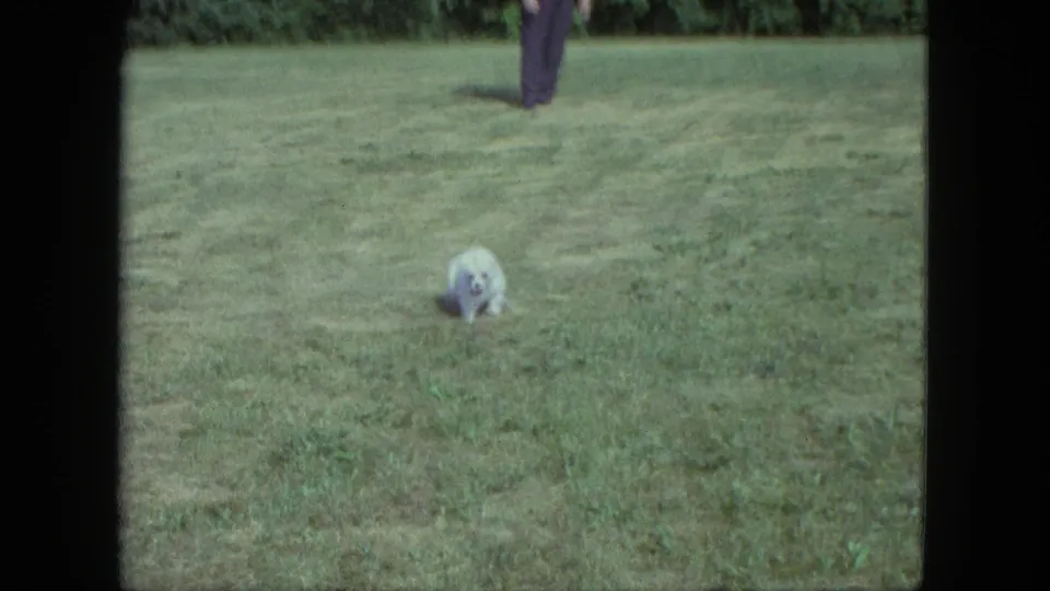 1963 Saint Paul frame with a small white dog running toward the camera and the man partly visible in the background.
