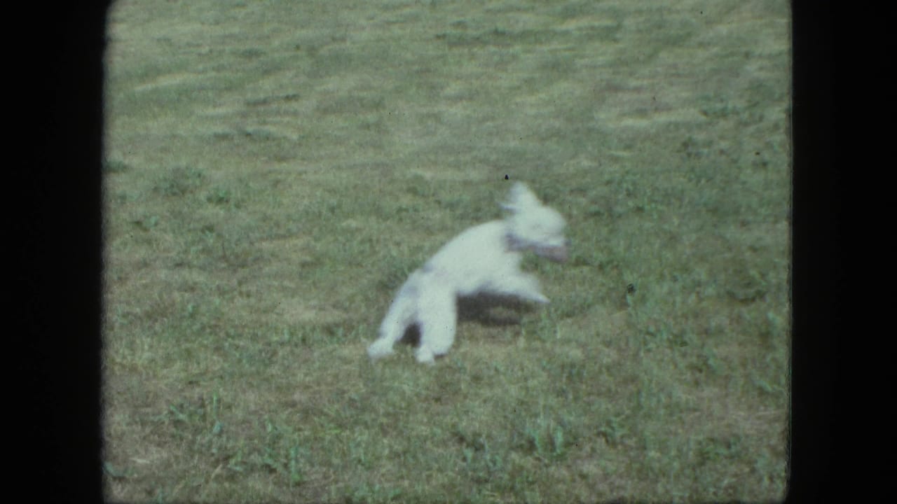 Small white dog running across a grassy lawn.