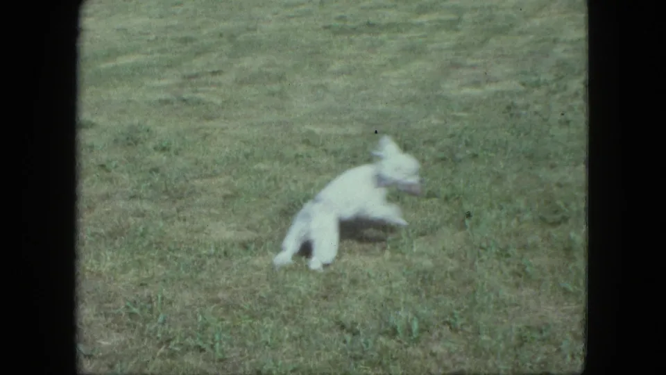Small white dog in soft-focus 1963 home-movie footage running through grass in Saint Paul, Minnesota.